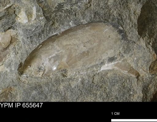 Pseudoptera sp.
