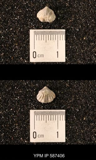 Camarotoechia whitei