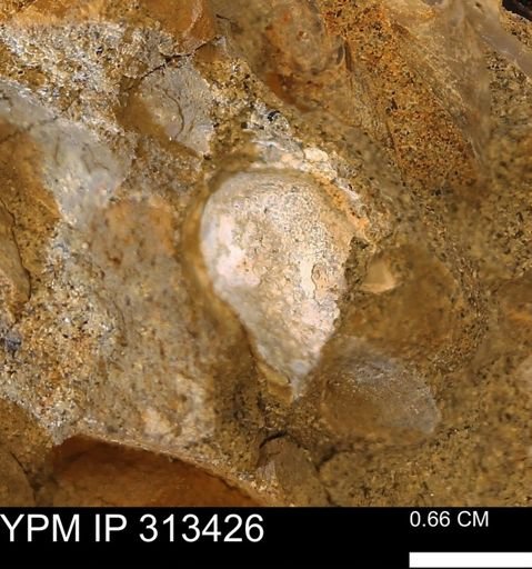 Corbicula sp.