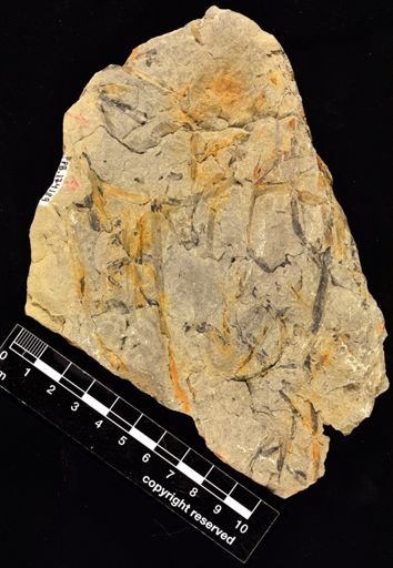 Hostinella sp.