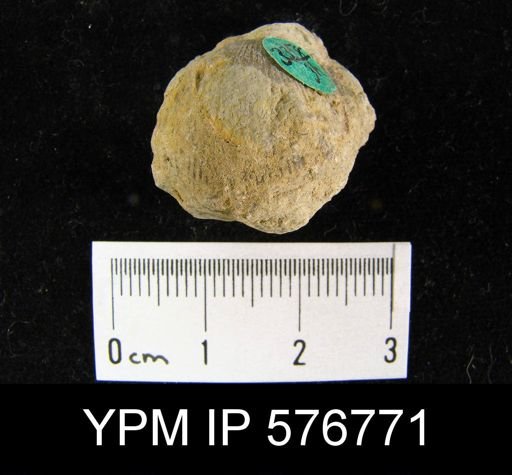 Atrypa reticularis