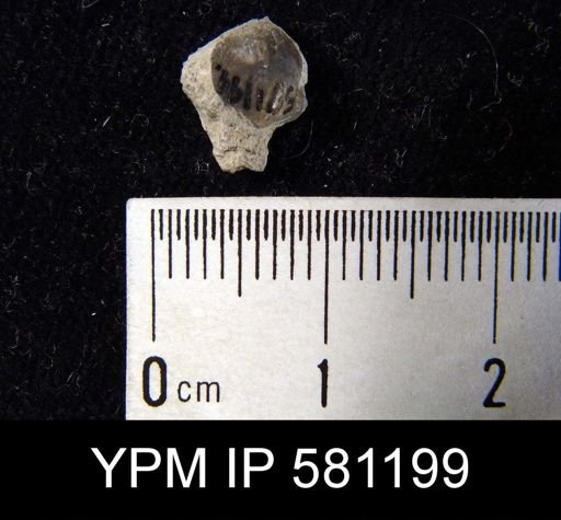 undet. Brachiopoda