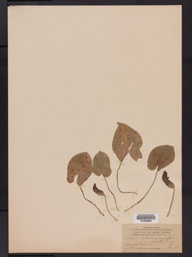 Arum
