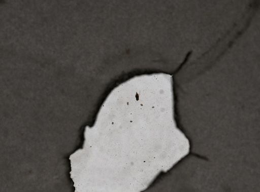 Squatinella bifurca