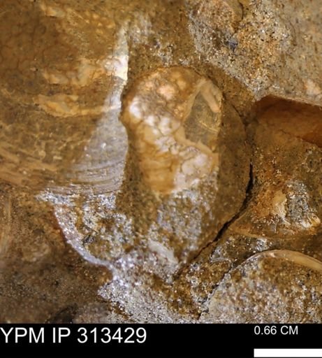 Corbicula sp.