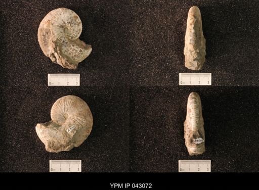 Hoploscaphites nicolletii