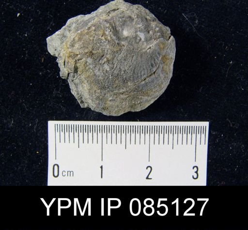 Atrypa reticularis