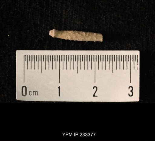 Archaeocidaris sp.