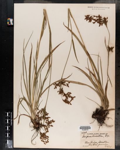 Scirpus lineatus