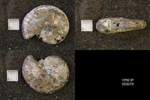 Discoscaphites conradi