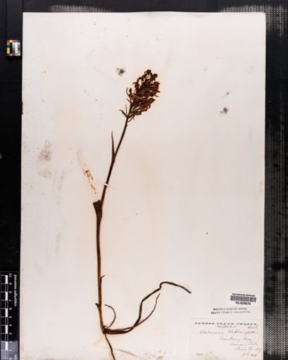 Habenaria