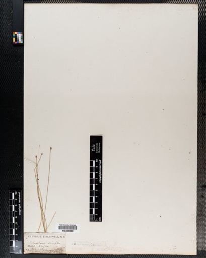 Eleocharis tortilis