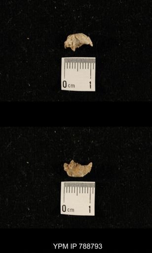 taxon undetermined