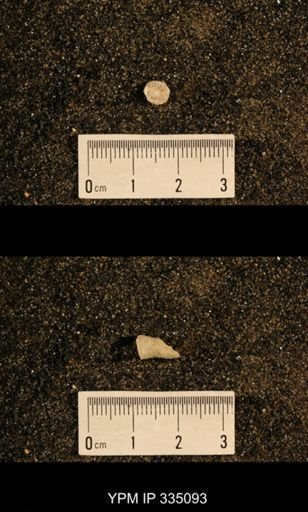 Lophophyllum profundum