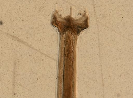 Ancylostoma caninum