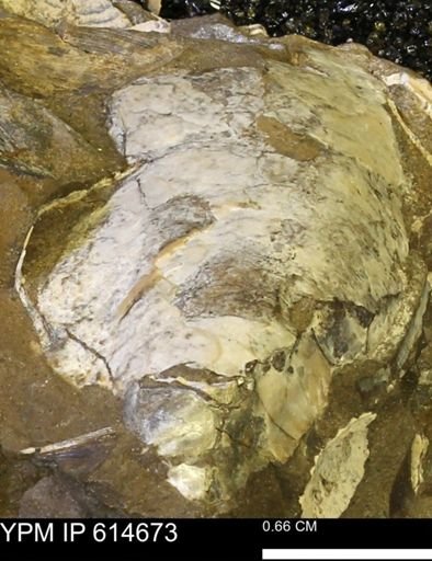 undet. Ostreidae