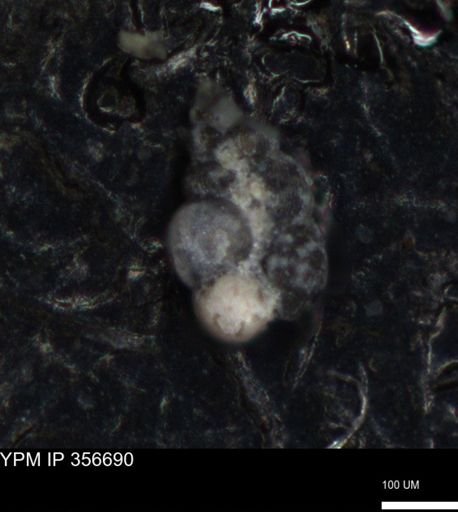 undet. Foraminiferida