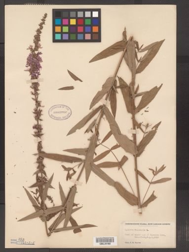 Lythrum salicaria