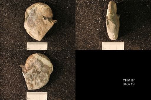 Hoploscaphites nicolletii