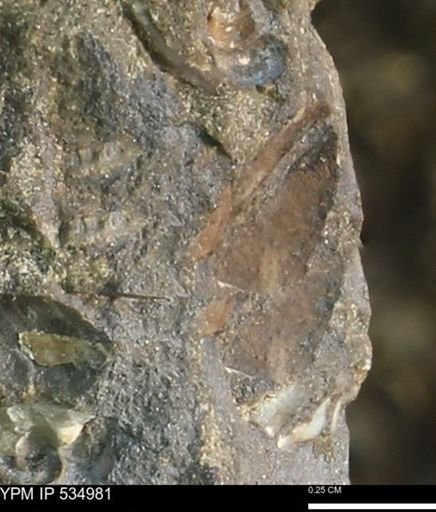 Scaphitidae?