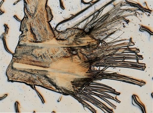 Neoleanira tetragona