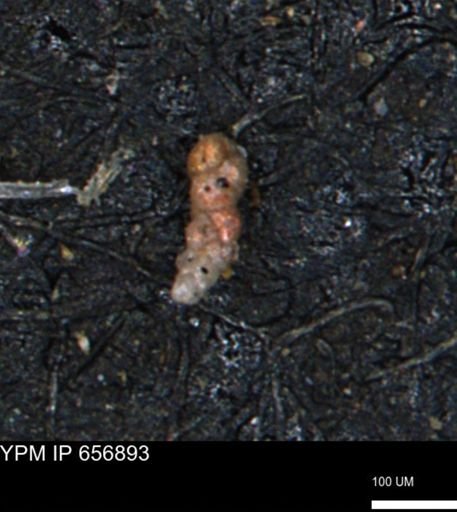 Verneuilinoides kansasensis