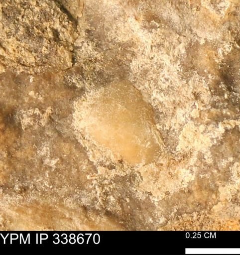 undet. Mollusca