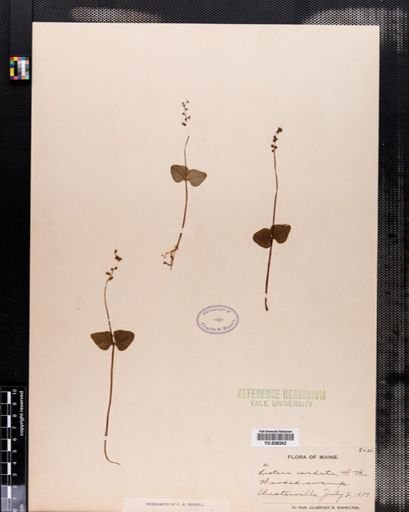 Listera cordata