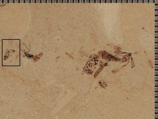 undet. Hymenoptera