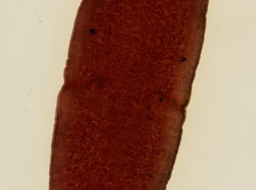 Dipylidium caninum