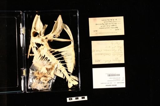 Balistes capriscus