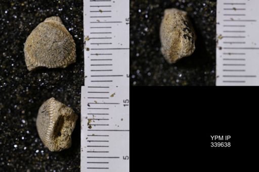 Cardium whitei