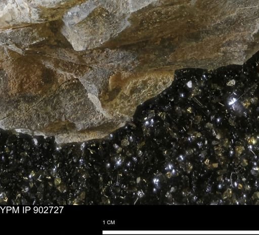 Baculites sp.
