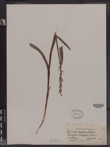Limnorchis hyperborea