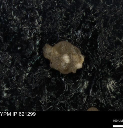 undet. Foraminiferida