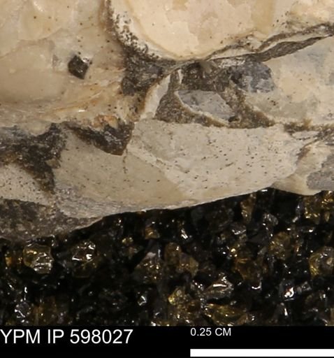 Protocardia?