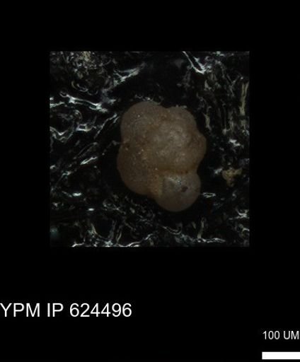 undet. Foraminiferida
