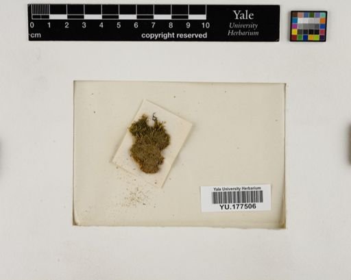 Plantae