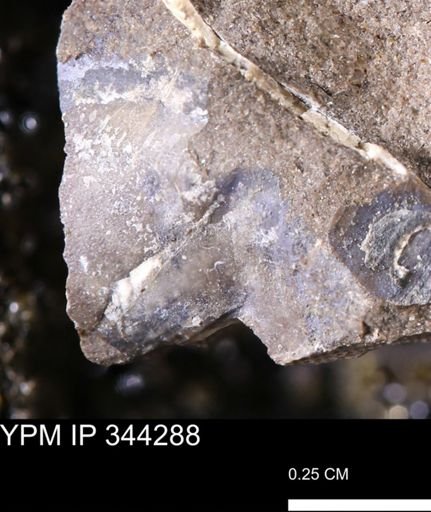 undet. Bivalvia