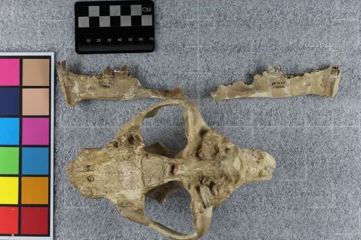 Dinictis felina