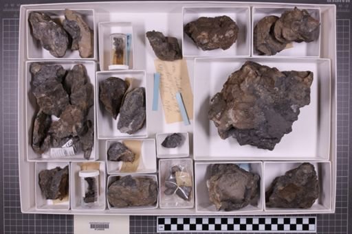 mixed taxa, stratigraphic collection