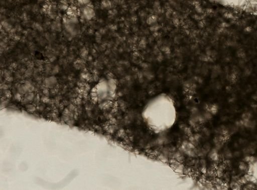 Halichondria panicea