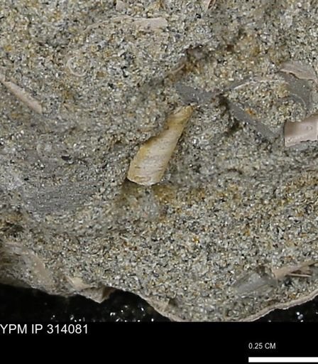 undet. Scaphopoda