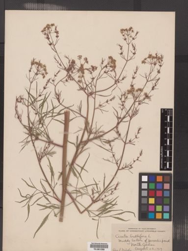 Cicuta bulbifera