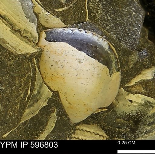 undet. Bivalvia