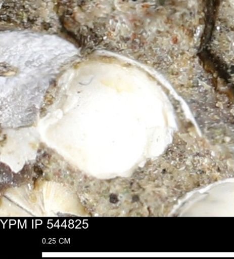 Corbulamella gregaria