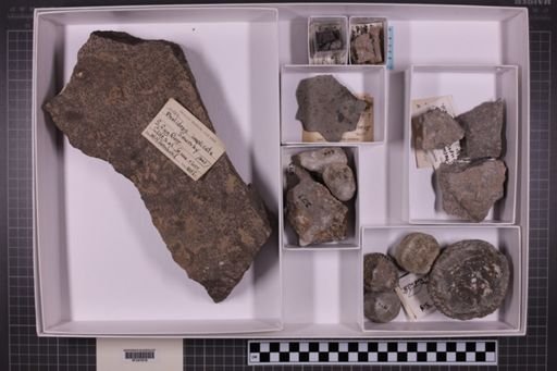 mixed taxa, stratigraphic collection