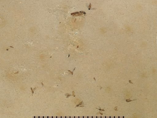 undet. Diptera