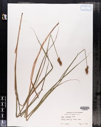 Carex cristatella