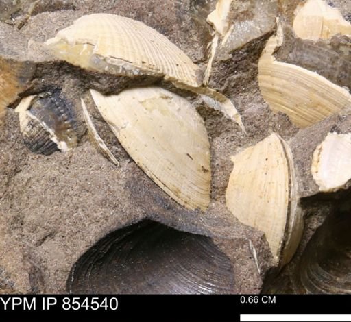 Limopsis striatopunctatus